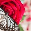 butterflyonrose